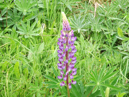 Alpine Lupine.